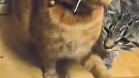 Dog's Comedy Videos 🤣 so cute videos and puppies comedy scenes 😂 so cute 🥰 🥰 🥰 🥰