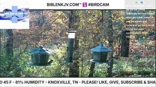 BIBLENKJV.COM™ 🛐 11/06/2025 #LIVE #BIRDCAM #WEATHER