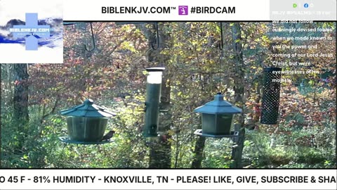 BIBLENKJV.COM™ 🛐 11/06/2025 #LIVE #BIRDCAM #WEATHER