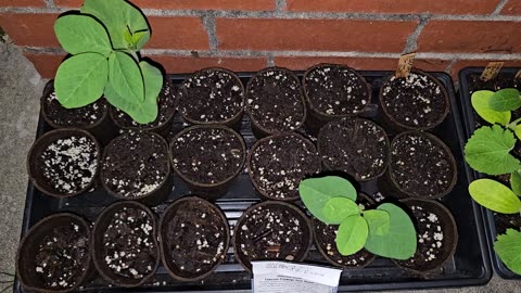 Replanting the failed black "Tankuro" Edamame Soybeans