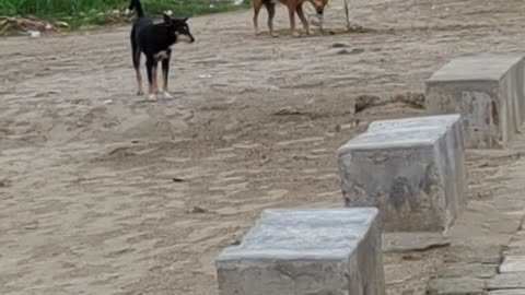 Dog Funny Momment