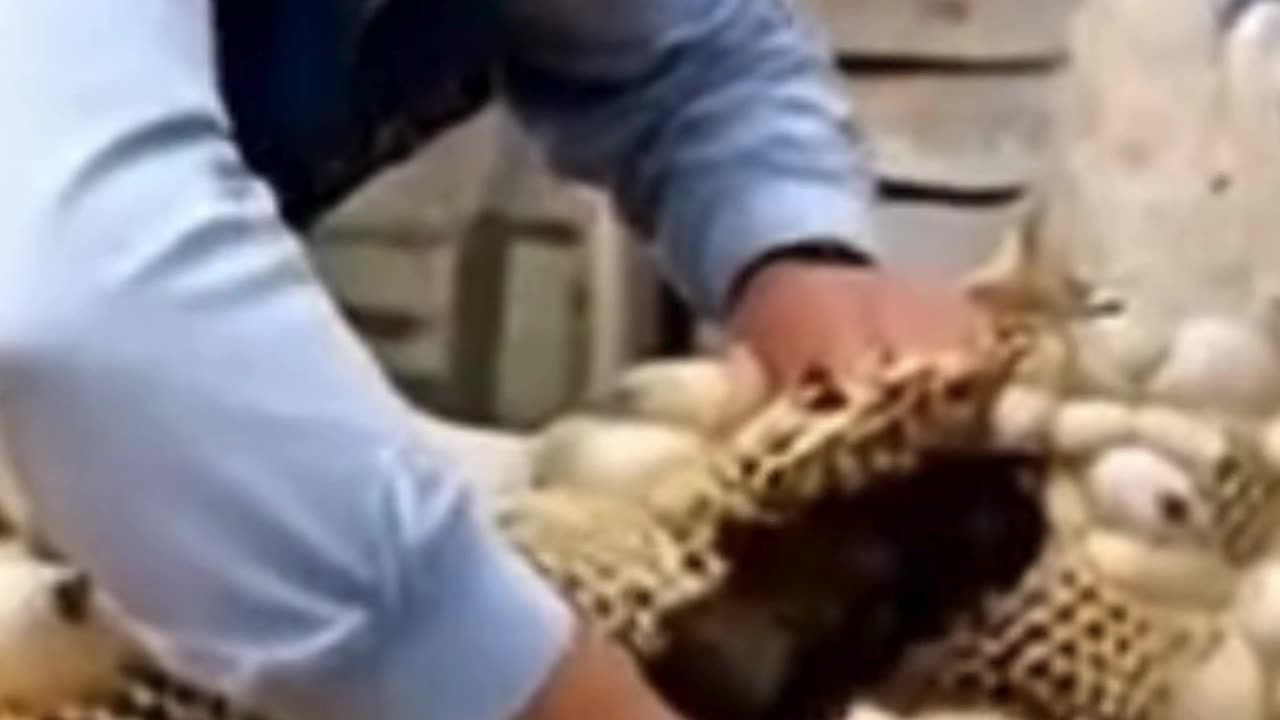The Recovery Journey of a Chicken with a Honeycomb on Its Body