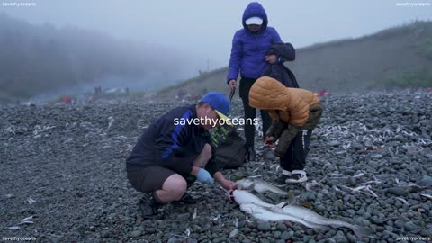 Rebuilding Capelin Everybodyâs Fish