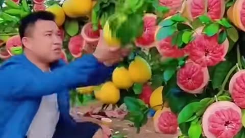 It’s A Beautiful Sweet Organic Fruits Garden #fruit #shorts #nature