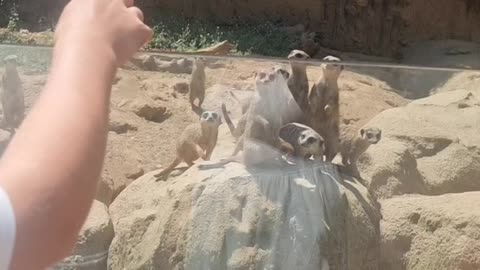 How to Summon Meerkats