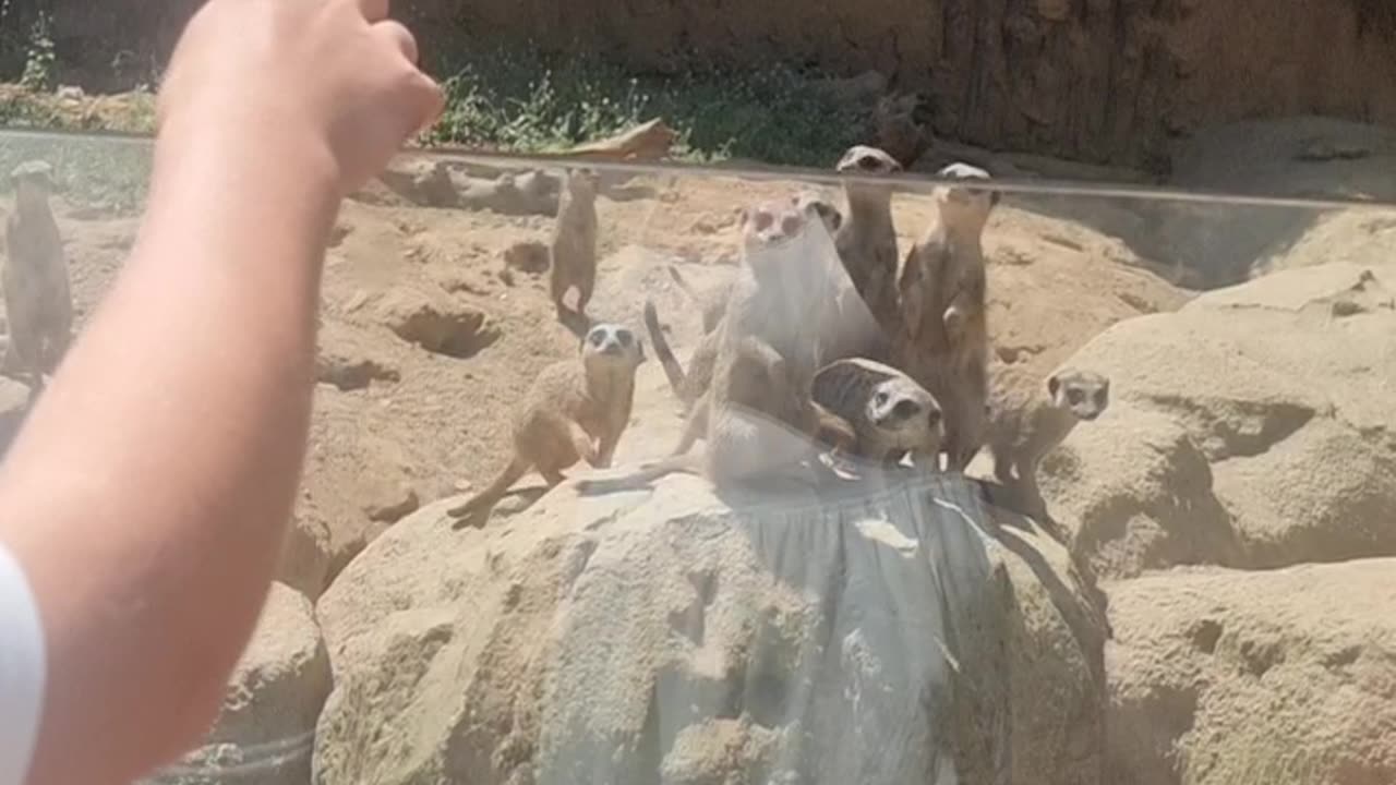 How to Summon Meerkats