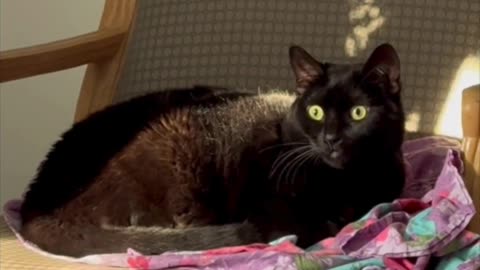 Cute Precious Piper Looks So Pretty on Her Throne - My Adopted Shelter Cat Vlog #shorts