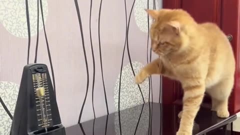 Cute Cat's comedy Videos 🤣 so cute videos 😍 funny videos 🤣