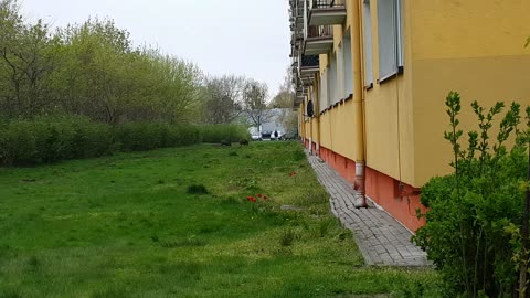 Dziki na terenach miejskich