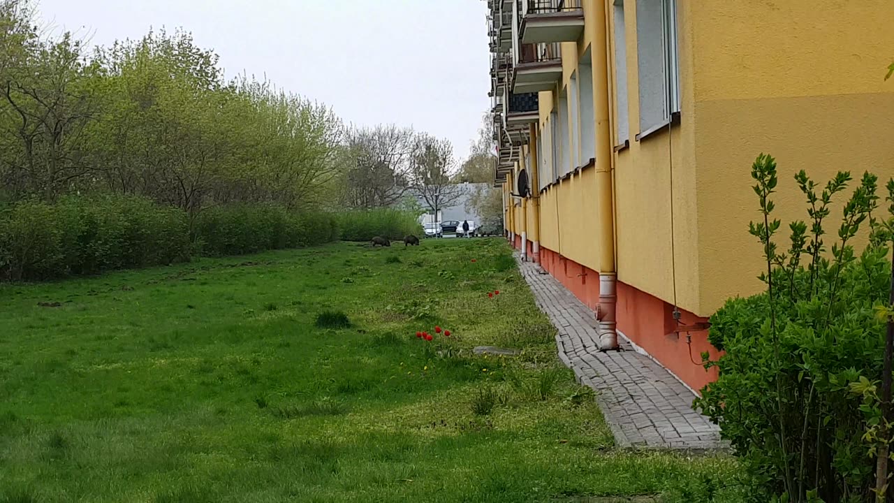 Dziki na terenach miejskich