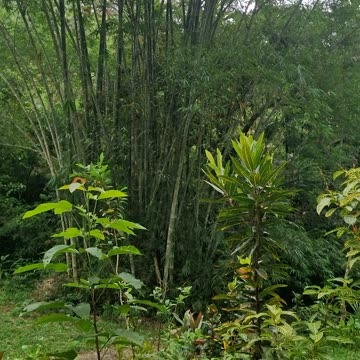 Evening Sounds of Nature at the Farm, Expat in the Philippines 🇵🇭🌾