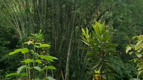 Evening Sounds of Nature at the Farm, Expat in the Philippines 🇵🇭🌾