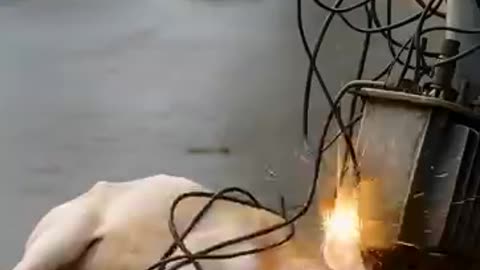 Incredible: White calf got coiled with electric wires save by rescue team! #huma