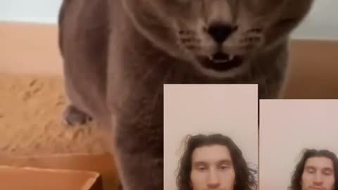 Cat miusic