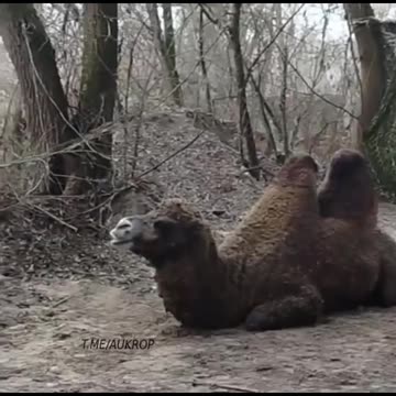 Russians and camel…