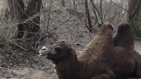 Russians and camel…