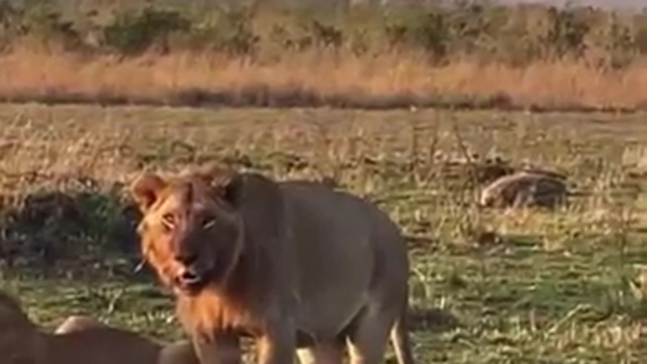 animals