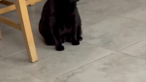 Cute Precious Piper Does Her Security Rounds - My Adopted Shelter Cat Vlog #shorts