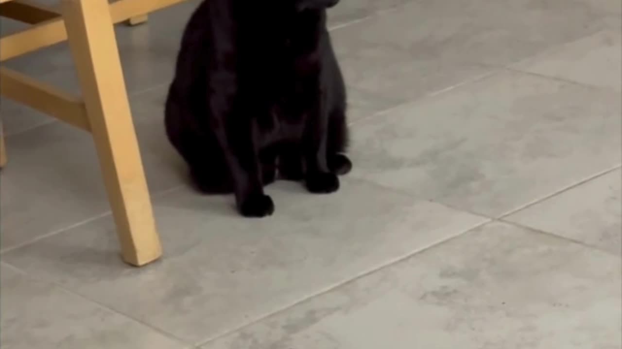 Cute Precious Piper Does Her Security Rounds - My Adopted Shelter Cat Vlog #shorts