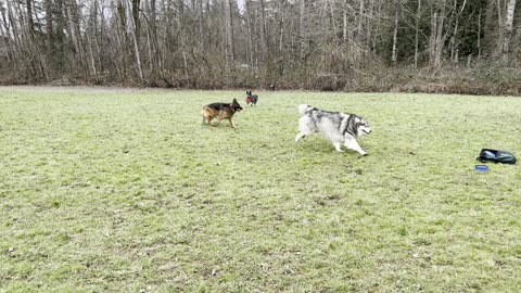 Meeka and Grizz hangout 29084230942