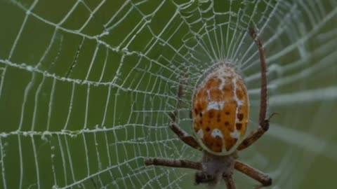 How Spider Web Decorations Help Spiders Locate Their Prey Accurately
