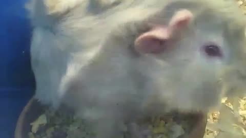 Abyssinian guinea pig eats inside of the bowl, then runs [Nature & Animals]