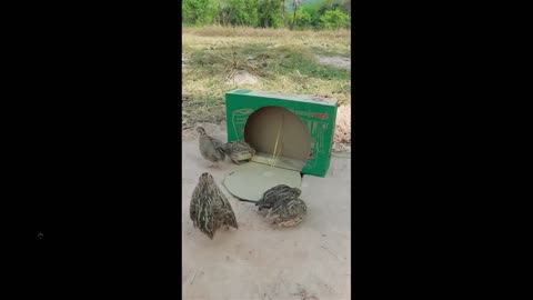 Anyone can make an awesome bird trap - so easy since birds are stupid