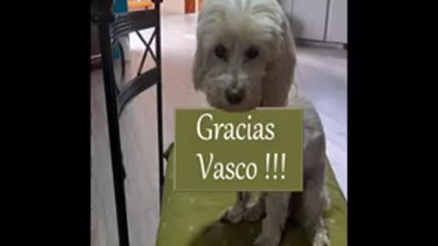 PERRO CURADO DE CANCER DE MAMA GRACIAS AL DIOXIDO DE CLORO
