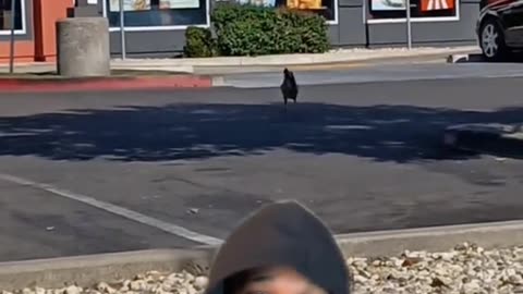 True Story - Two Chickens In Front Of KFC