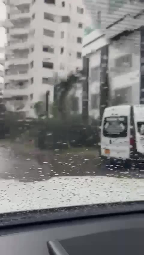 Caída de árboles en Bocagrande