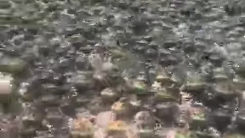 Frog Invasion