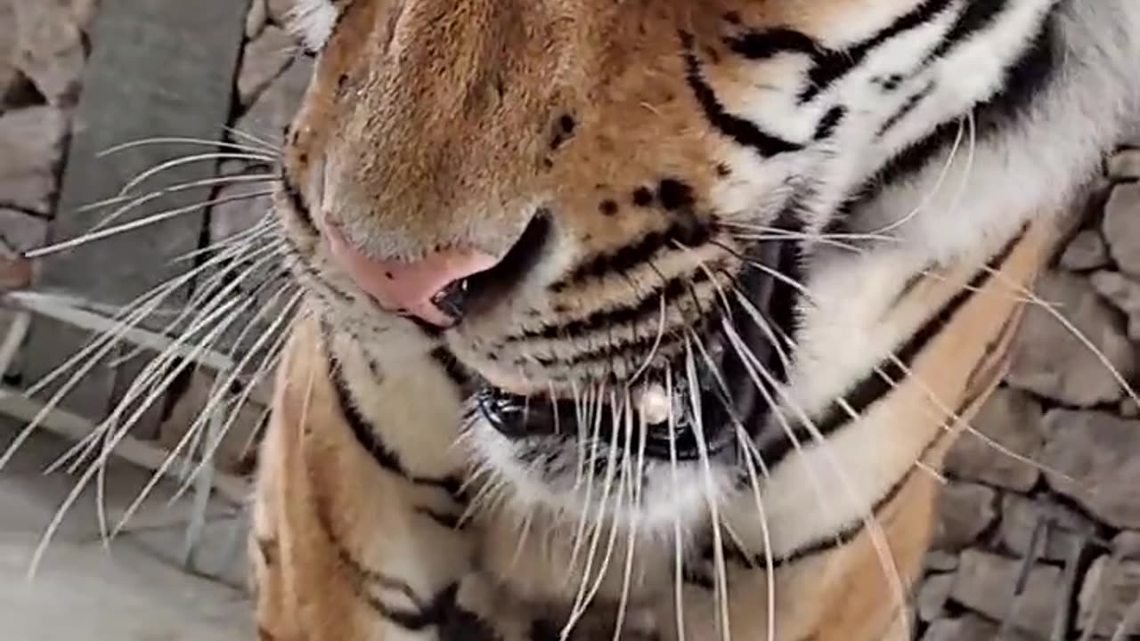 tiger