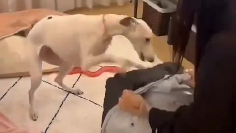 Early Christmas Gift