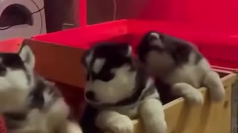 Husky Mother Howl