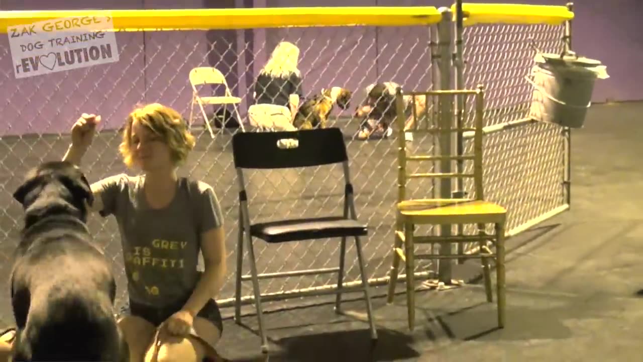 Dog Training 101 Hoe to Train any Dog The Basics