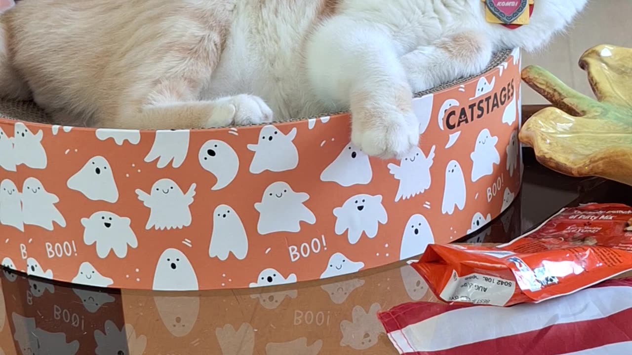 Cat in his Circle