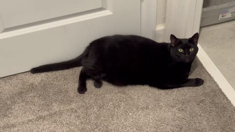 Cute Precious Piper Makes Her Security Job Interesting - Adopting a Cat from a Shelter Vlog