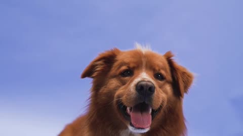 Happy Dog Vibes! 🐶✨ This Pup Will Brighten Your Day #cutedog #doglovers #dogshorts