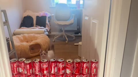 😂🏆 Home Office Cat Olympics: High Jump Event Ends in Glory and Mild Destruction | FunFM