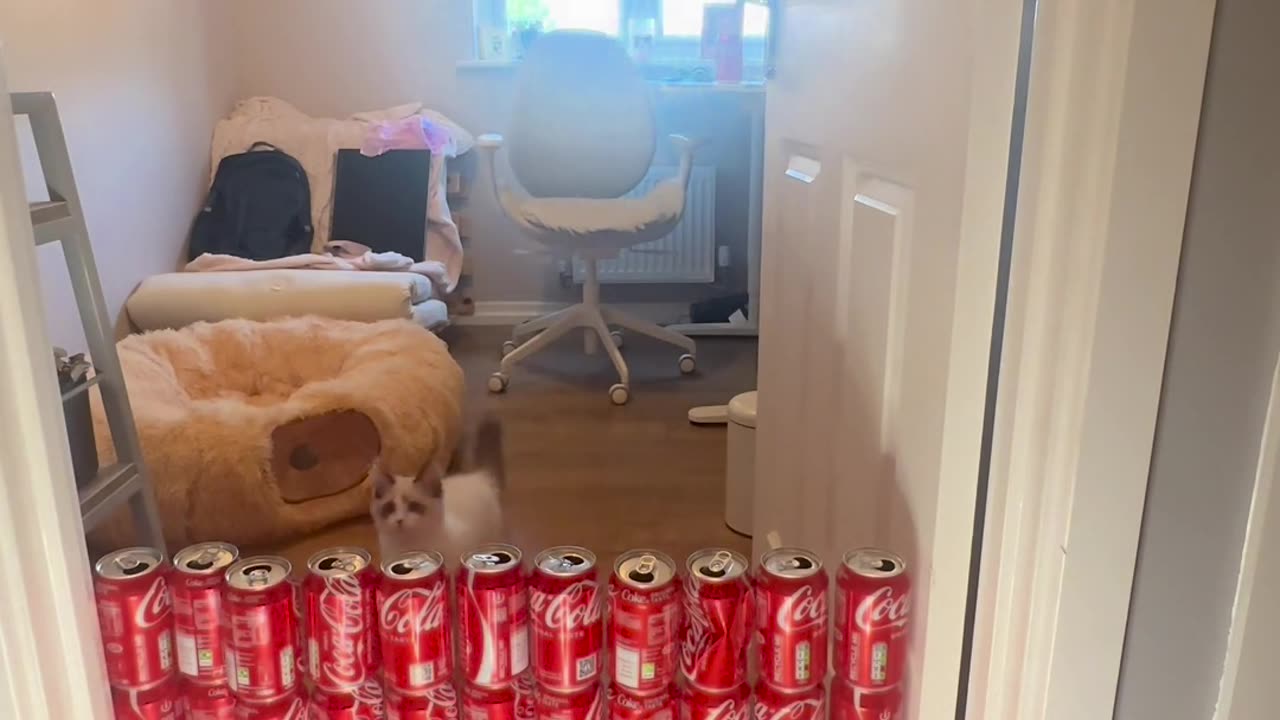 😂🏆 Home Office Cat Olympics: High Jump Event Ends in Glory and Mild Destruction | FunFM