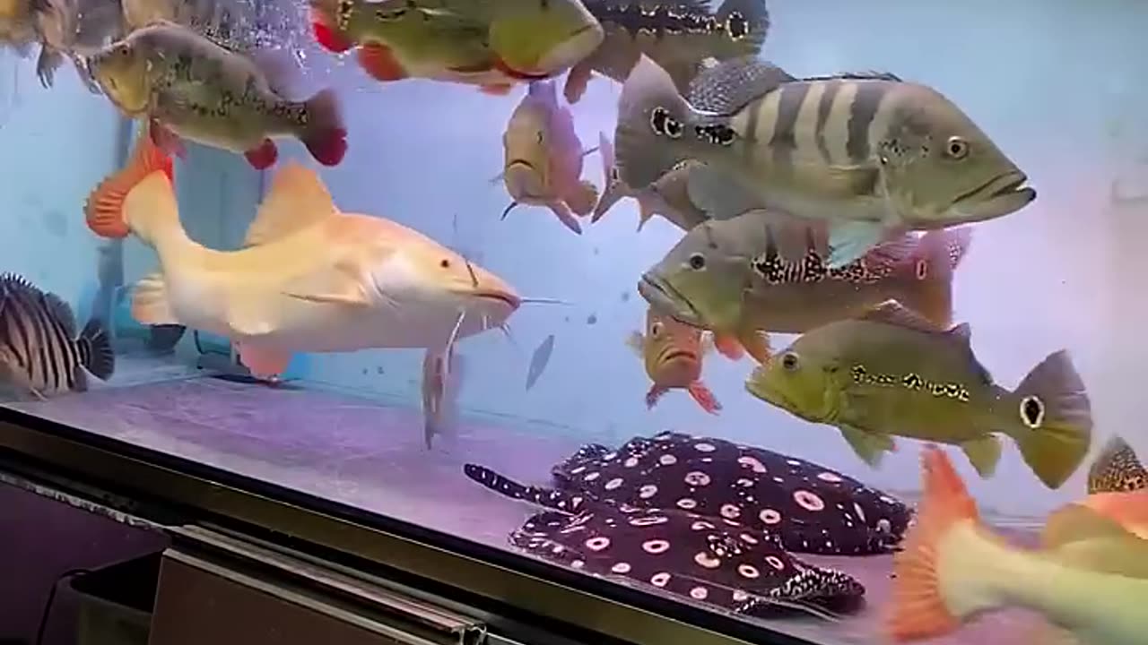 Unique world of fish 🐠🐟