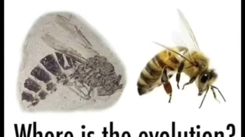 Evolution isn’t science — it’s a story made up to fit the atheist worldview