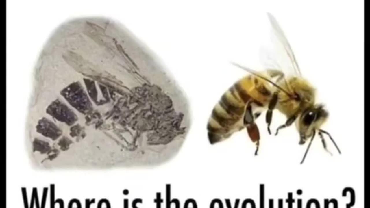 Evolution isn’t science — it’s a story made up to fit the atheist worldview