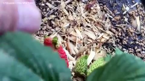 25 Minutes of Chemtrail Proof