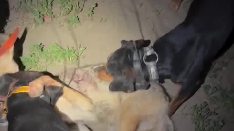 Bull lurcher and decoy dogs