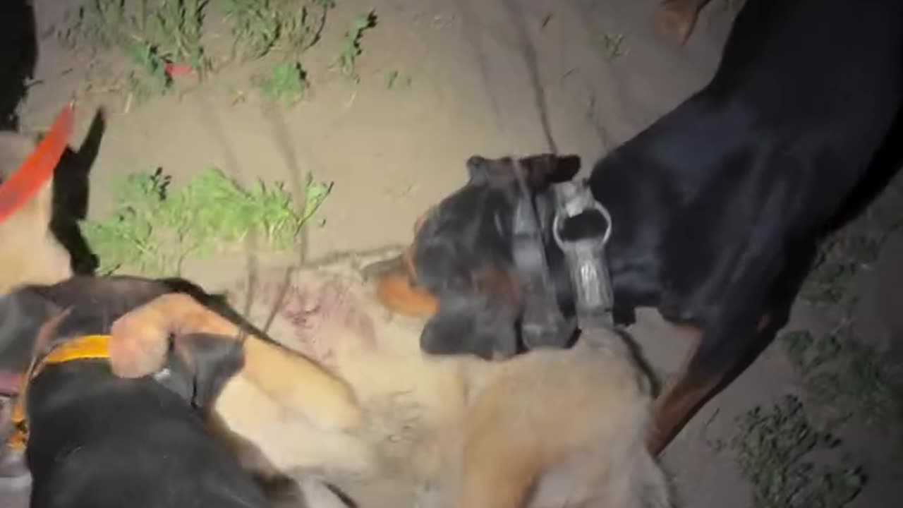 Bull lurcher and decoy dogs