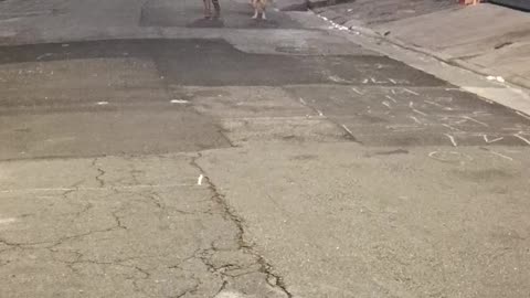 Thor is a Happy Golden Retriever