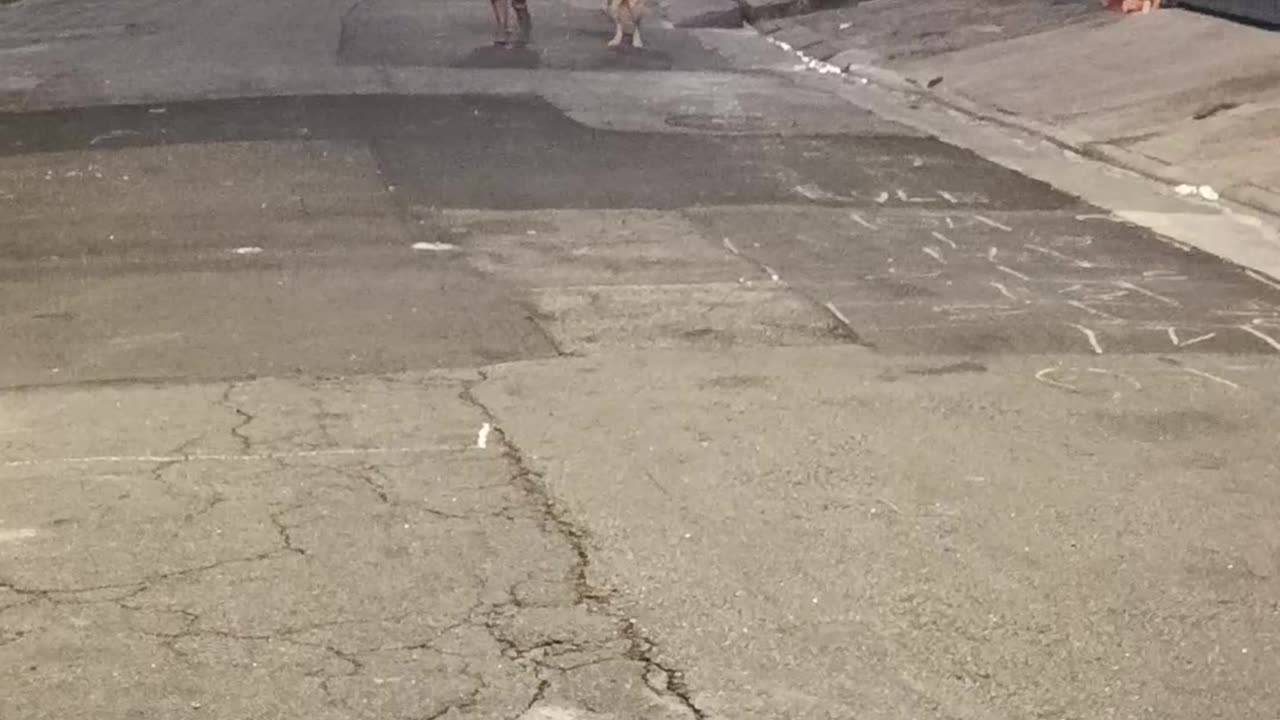 Thor is a Happy Golden Retriever