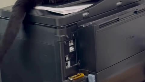 Precious Piper Dusts the Printer and Holds Down Papers - Adopting a Cat from a Shelter Vlog #shorts