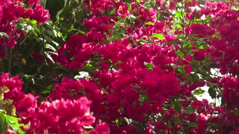 Shade-Loving Plants That Complement Azaleas